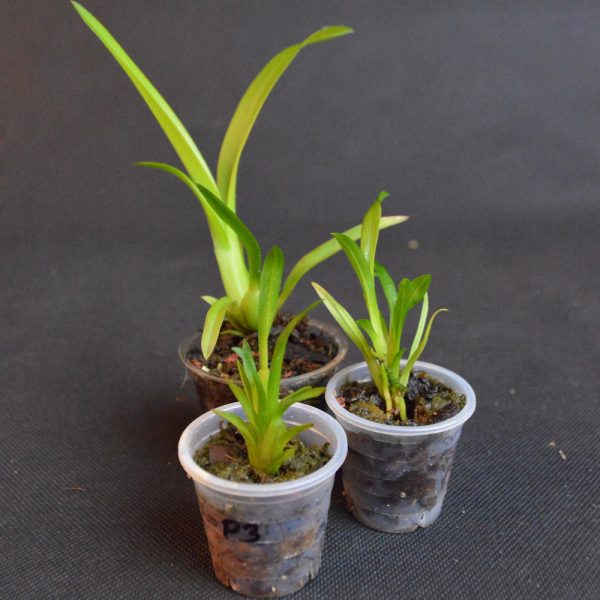 planta_1