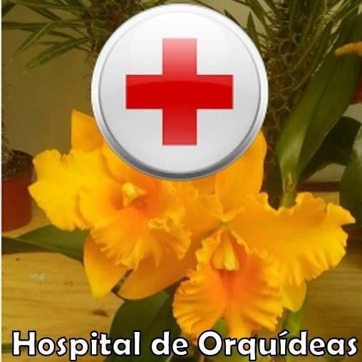 d_hospitalorquideas