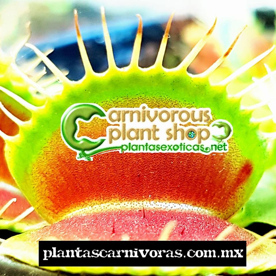 d_plantshop